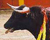 Running of the Bulls in Pamplona